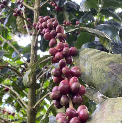 Bourbon Purple Coffee Seeds (Coffea arabica) – 120+ Premium Rare Purple Bourbon Arabica Seeds for Planting