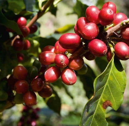 Millenio Coffee Seeds 120 pcs (Coffea sp.) – Premium Certified High-Yield Specialty Coffee Bean Plant Seeds for Planting