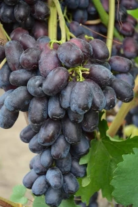 Lorano Grape Seeds (Vitis vinifera) – Premium Certified High-Yield Table Grape Vine Plant Seeds for Planting (100 Pcs)