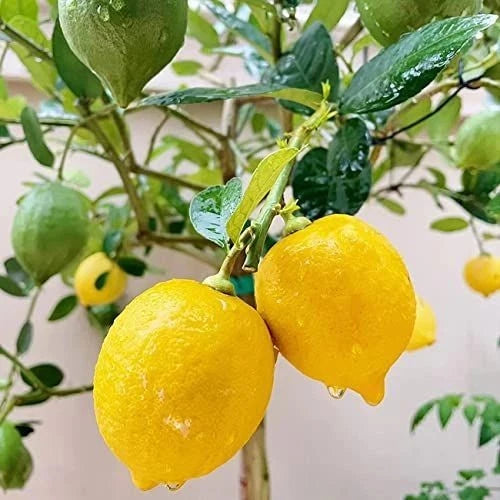 Lemon Eureka Seeds (Citrus limon) – 100+ Premium Fresh Four Season Eureka Lemon Seeds for Planting