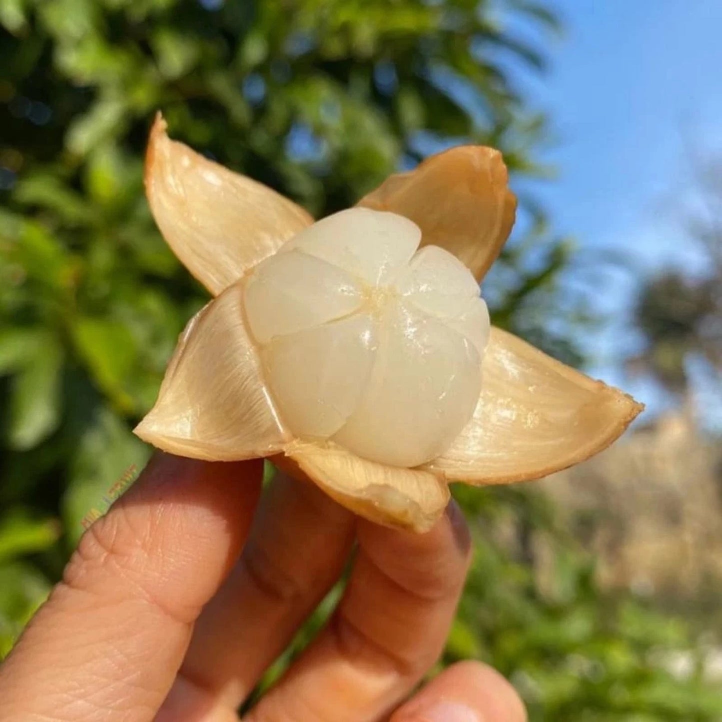 Grafted 'Dukong' Duku/Langsat Fruit Tree – Sweet Tropical Lansium domesticum