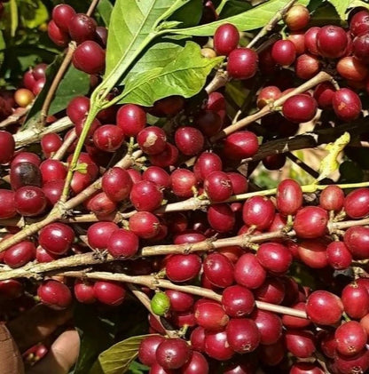 Limu Coffee Seeds (Coffea arabica var. Limu) – Premium Certified High-Yield Specialty Ethiopian Gourmet Coffee Bean Seeds for Planting (120 Pcs)