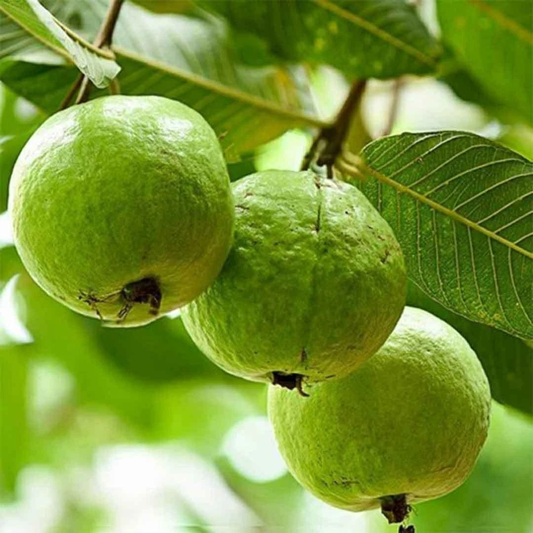 Red Guava Seeds var. Taiwan Pink Super (Psidium guajava) – Premium Sweet Pink Guava Fruit Tree Seeds for Planting (250 Pcs)