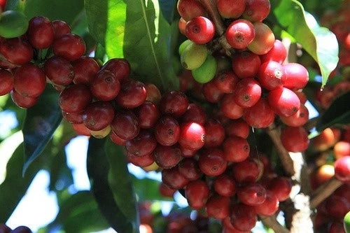 Caturra Red Coffee Seeds (Coffea arabica var. Caturra) – Premium Certified Heirloom Specialty Bourbon Mutation Coffee Bean Seeds for Planting (120 Pcs)