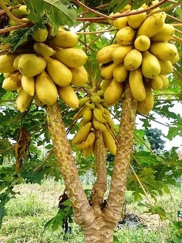 Premium Golden King Papaya Seeds (Carica papaya var. Golden King) – Sweet Orange Tropical Fruit Seeds for Planting (150+ Pcs)