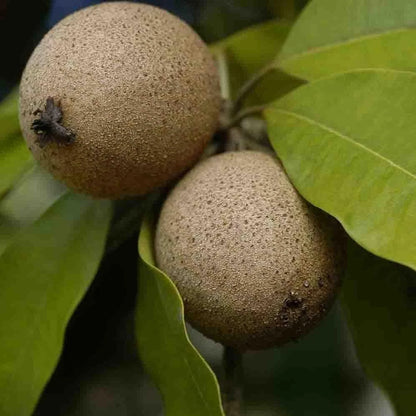 Pala Sapodilla Seeds (Manilkara zapota 'Pala') – 35 Premium Fresh Ultra-Sweet Chico Zapote Seeds