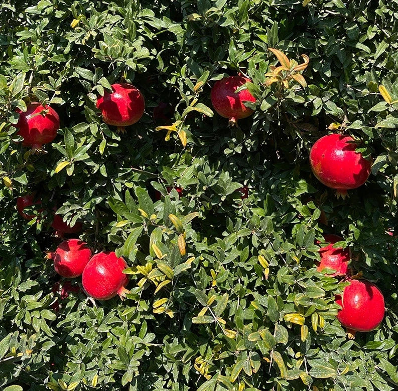100+ 'Hicaz' Pomegranate Seeds (Punica granatum) – Elite Turkish Heirloom Orchard Genetics (Collectors Quality)