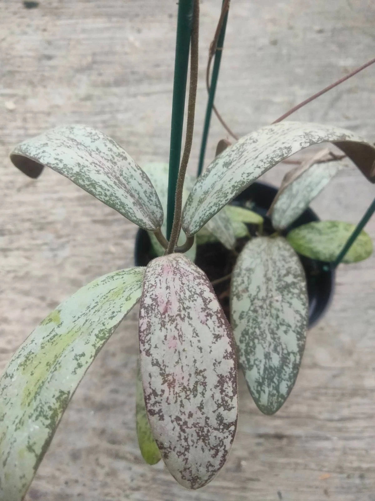 Hoya Sigillatis - Stunning Silver-Speckled Tropical Wax Plant