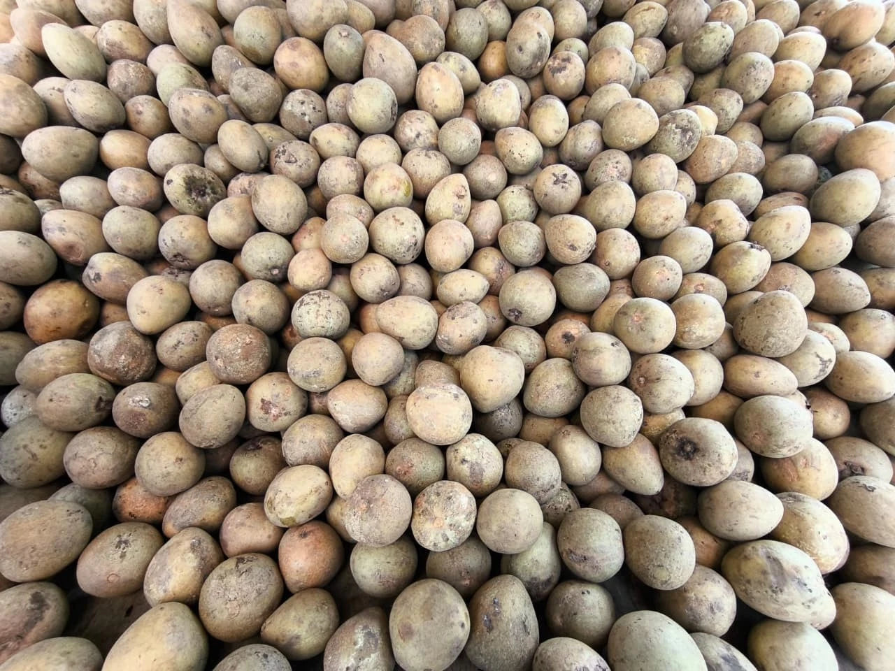 Premium Sapodilla Seeds (Manilkara zapota) var. Madu – Sweet Tropical Fruit Seeds for Planting