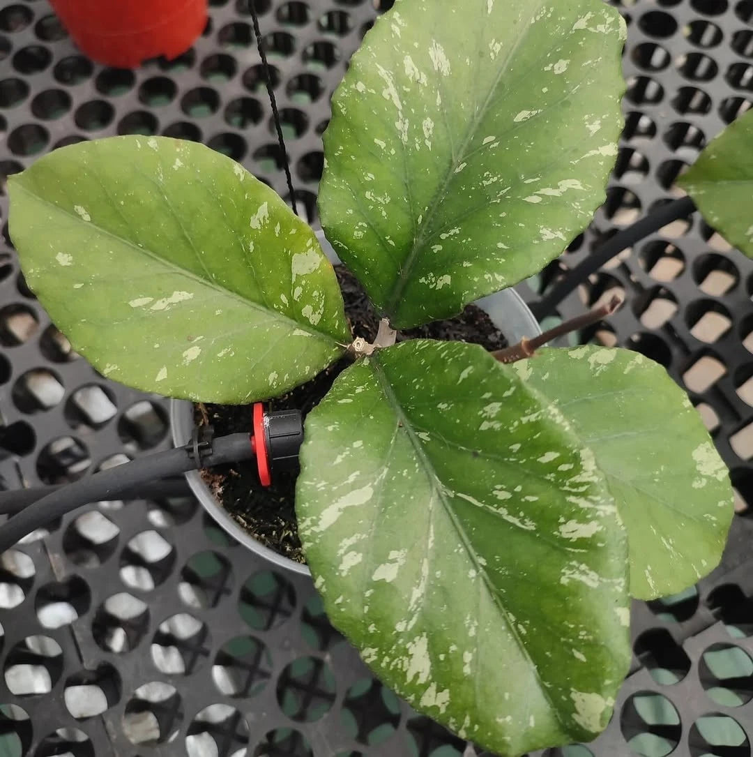 Hoya sp. Aceh Manohara – Rare Tropical Indoor Outdoor Wax Plant Cutting / Live Plant Specimen