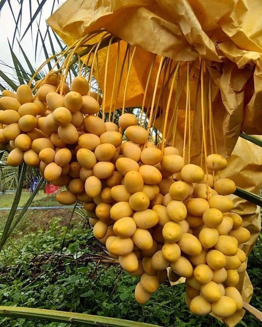 35+ Yellow Date Palm Seeds (Phoenix dactylifera Dwarf Type / Golden Date Palm) – Premium Exotic Fruit Tree & Ornamental Landscape Seeds for Planting