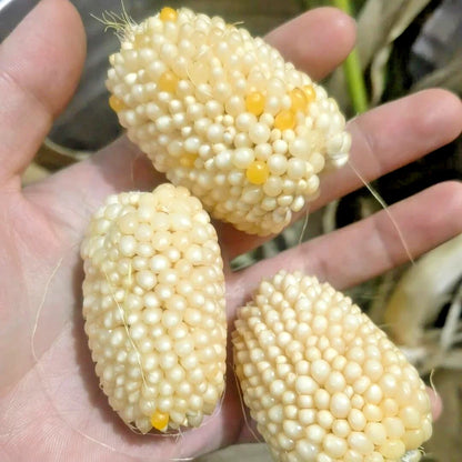 Premium 'Mini White Popcorn' Strawberry Corn Seeds (Zea mays var. everta) – Elite Miniature Heirloom Ornamental & Popping Grain (50+ Count)