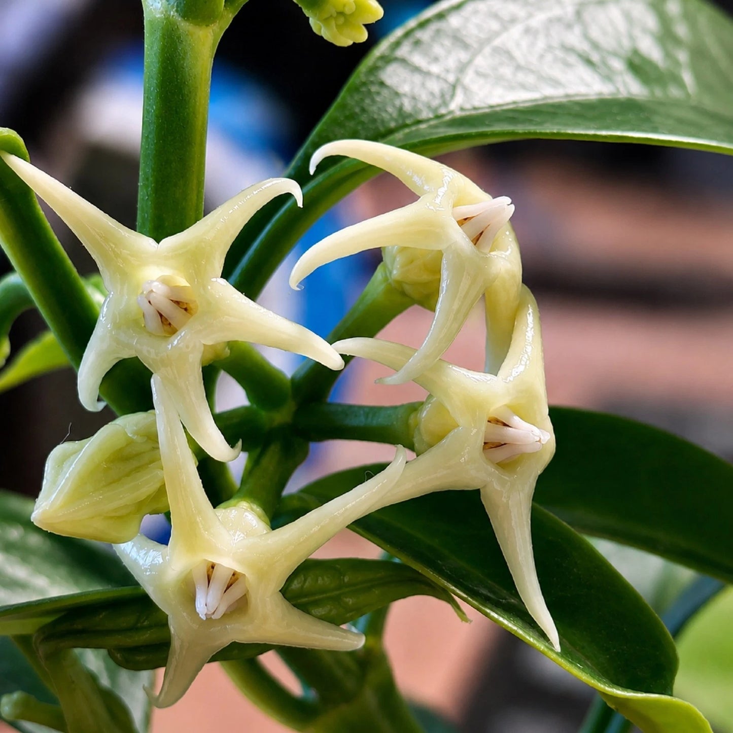 Rare Hoya Solokensis Live Plant - Premium Exotic Tropical Fragrant Cream Star Wax Plant