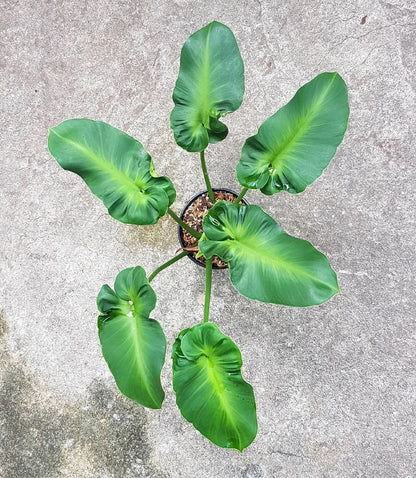 Philodendron 'Rugosum' Aberrant – Rare Architectural Tropical Aroid