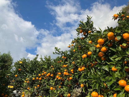 Kanpei Orange Seeds (100+ Seeds, Citrus reticulata) – Bulk Luxury Japanese Hybrid Mandarin Citrus Fruit Seeds for Planting