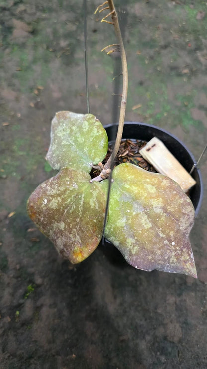 Hoya purpureofusca x H. imbricata (Red Silver Hybrid) – Rare Tropical Collector’s Aroid