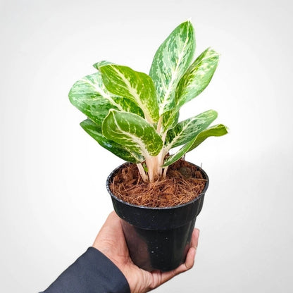 Aglaonema 'Green Papuma' - Elegant Tropical Foliage