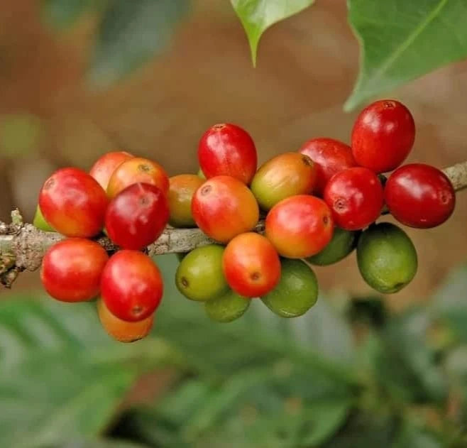 Kalimas Coffee Seeds (Coffea arabica x canephora / 120+ Premium Heritage Hybrid Coffee Bean Seeds) – Exotic Botanical Specimen Plant Seeds for Planting