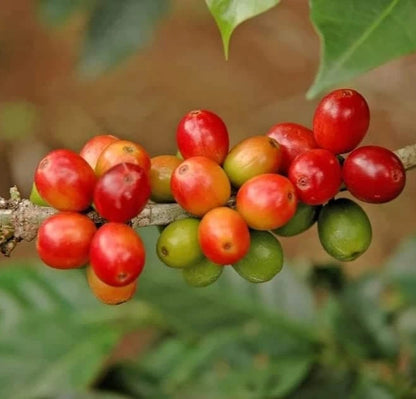 Kalimas Coffee Seeds (Coffea arabica x canephora / 120+ Premium Heritage Hybrid Coffee Bean Seeds) – Exotic Botanical Specimen Plant Seeds for Planting