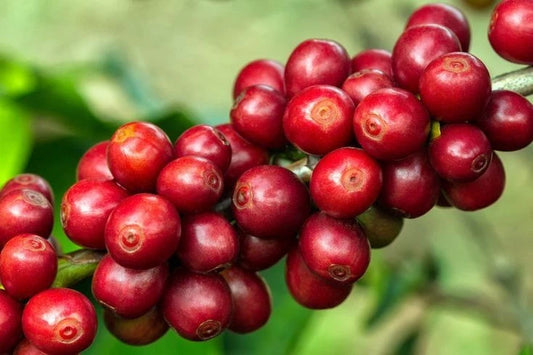 Catimor Coffee Seeds (Coffea sp. / 120+ Premium Compact High-Yield Specialty Coffee Bean Seeds) – Premium Botanical Specimen Plant Seeds for Planting