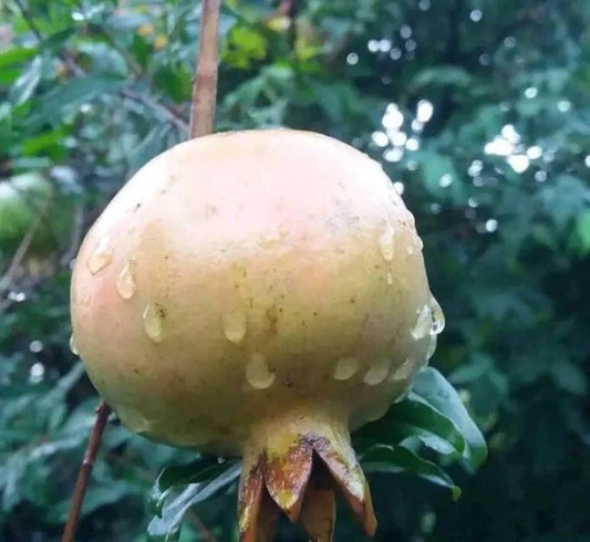 100+ White Babylonian Pomegranate Seeds (Punica granatum var. White Babylonian) – Premium Rare Translucent Sweet Fruit Tree & Orchard Seeds for Planting