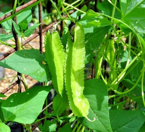 Green Winged Bean Seeds (Psophocarpus tetragonolobus 'Kecipir') – 250+ Premium Fresh Heirloom Green Winged Bean Seeds