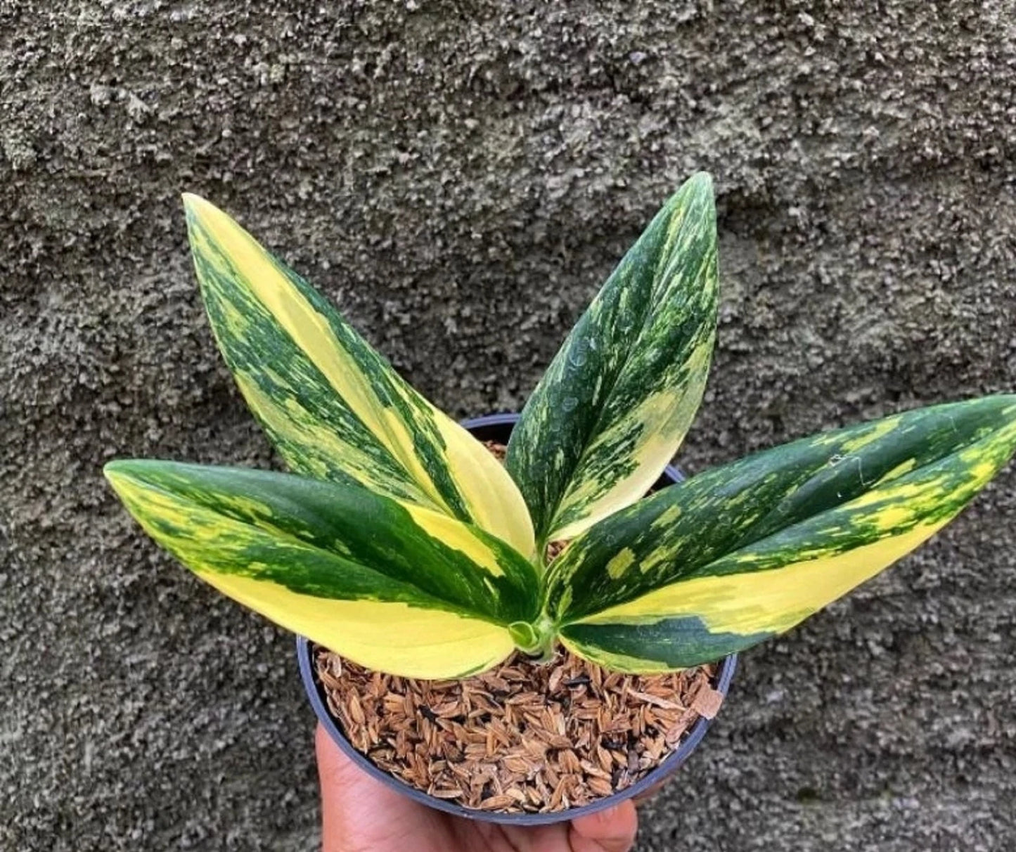 Monstera Standleyana 'Albo-Aurea' (Yellow Variegated) - Rare Aroid