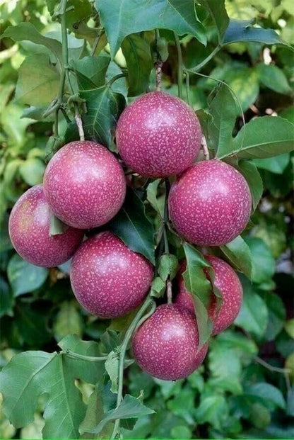 Purple Passion Fruit Seeds 2,000+ pcs (Passiflora edulis) – Premium Certified Sweet Exotic Passionflower Vine Plant Seeds for Planting