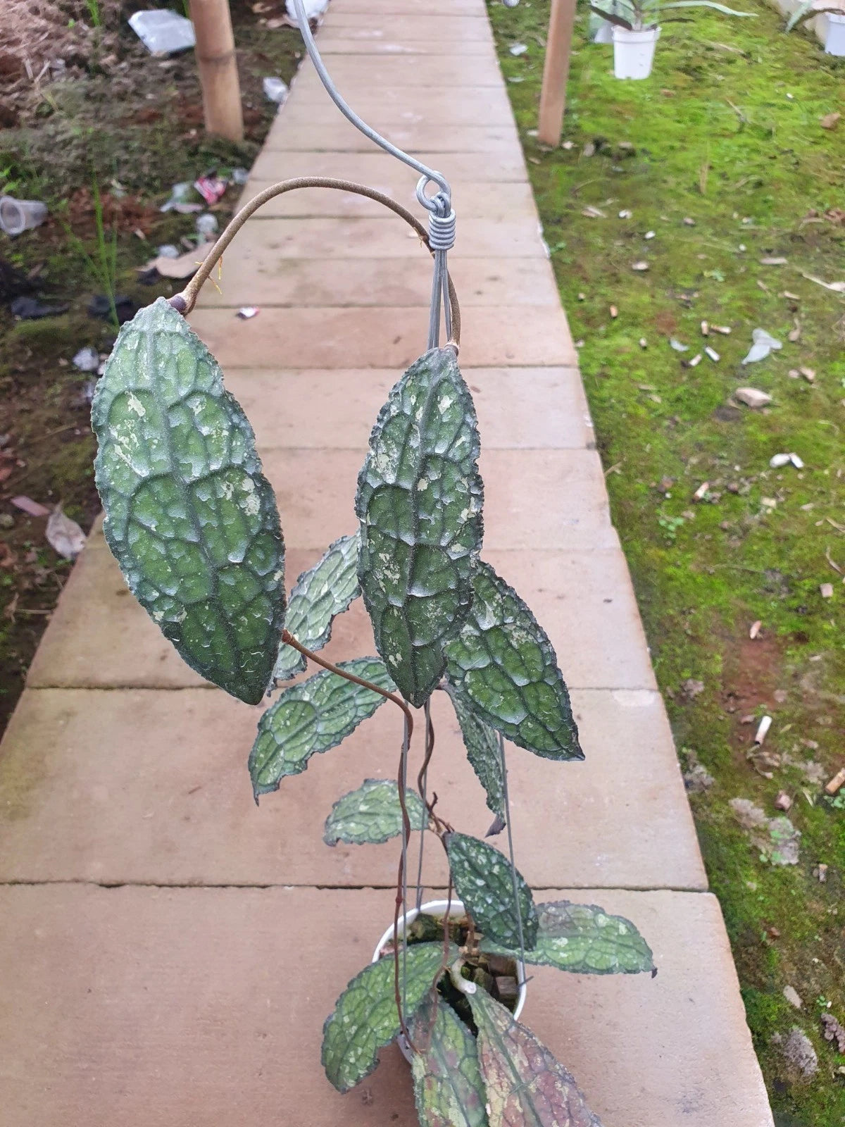 Hoya Clemensiorum 'Dragon Scale' – Premium Fresh Rare Tropical Wax Plant Cuttings