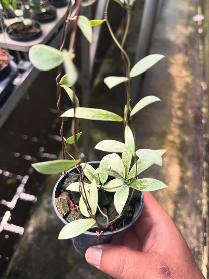 Hoya Aff. Puber 'Mini Coin Silver' – Rare Tropical Indoor Outdoor Wax Plant Certified Live Specimen for Planting
