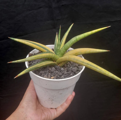 Sansevieria 'Tom Grumbley' Variegated Yellow - Rare Architectural Specimen