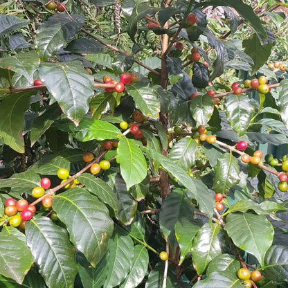 K7 Coffee Seeds (Coffea arabica var. K7) – Premium Certified Drought-Tolerant Kenyan Specialty Coffee Bean Seeds for Planting (120+ Pcs)