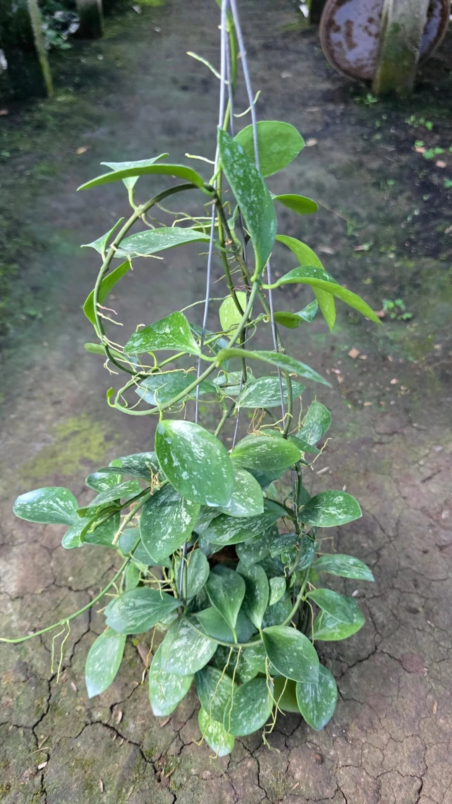 Real Pict Hoya Collina Splash Sp Papua - Lush Leaves Rare Tropical Wax Plant