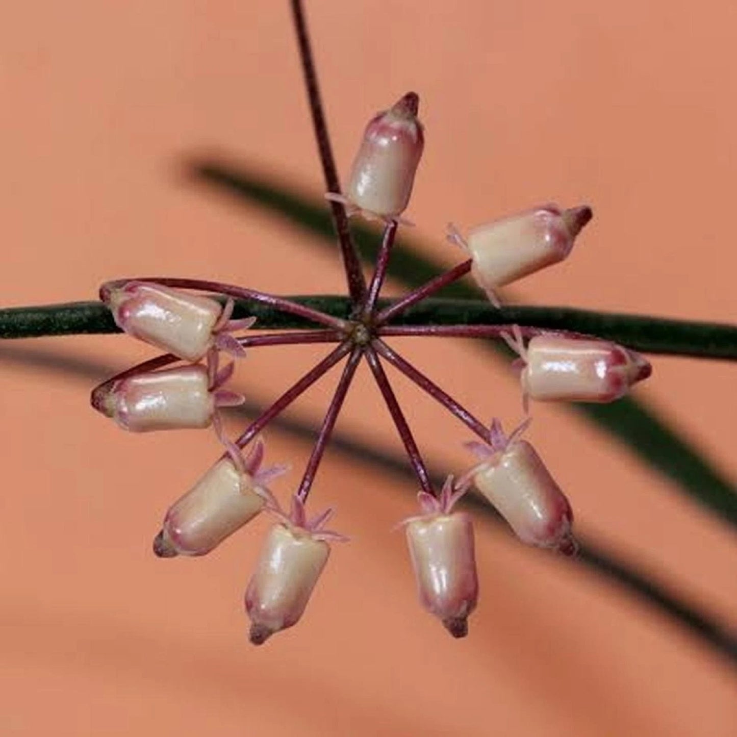 Hoya insularis - Rare Tropical Trailing Wax Plant