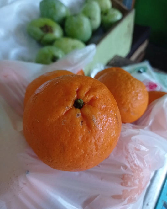 Wokam Orange Seeds (Citrus reticulata / 1000+ Premium Rare Mandarin & Citrus Fruit Tree Seeds) – Premium Botanical Specimen Plant Seeds for Planting