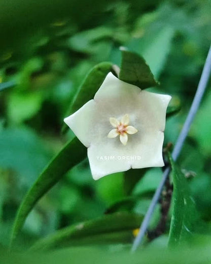 Hoya Aff. Oligantha Sp. Papua Seeds (Rare Tropical Wax Plant Specimen) – Exotic Epiphytic Vine / Houseplant Seeds for Planting