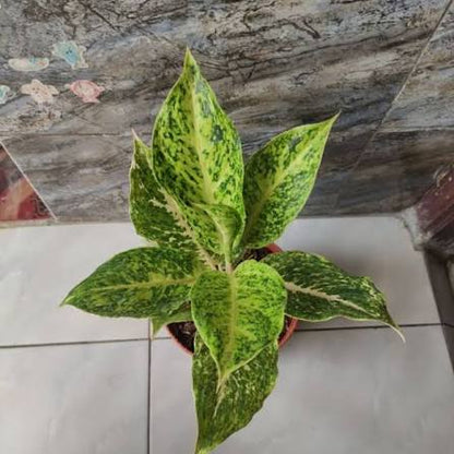 Aglaonema 'Striptis White' - Elegant & Unique Tropical Houseplant
