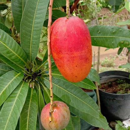 Premium Grafted Yuwen Mango Fruit Tree - Rare Taiwanese Tropical Mango