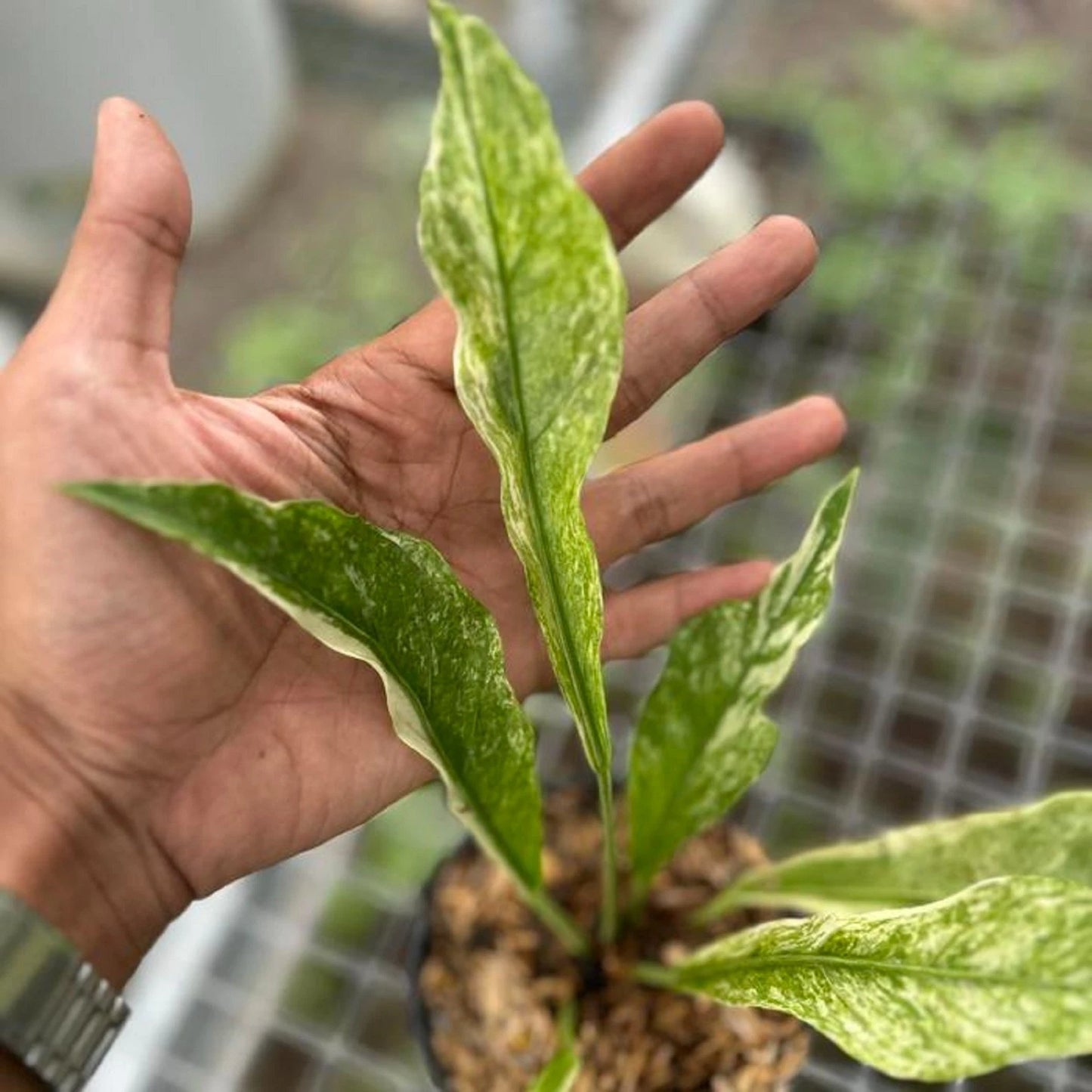Variegated Anthurium plowmanii - Rare Tropical Aroid