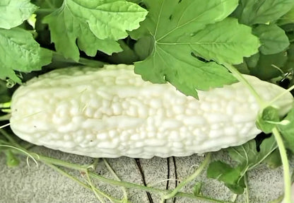 Long White Bitter Melon (Momordica charantia) – 20+ Premium Rare Heirloom Seeds
