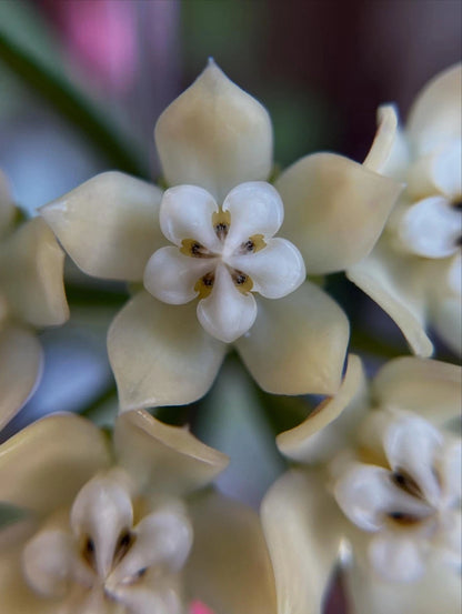 Hoya Griffithii Silver Splash | Ultra Rare Hoya Wax Plant | Tropical Indoor Outdoor Houseplant