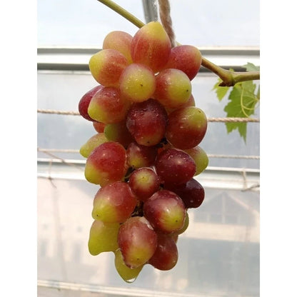 Kupidon Grape Seeds (Vitis vinifera / 100+ Premium Sweet Cupidon Table Grapevine Fruit Seeds) – Premium Exotic Botanical Specimen Plant Seeds for Planting
