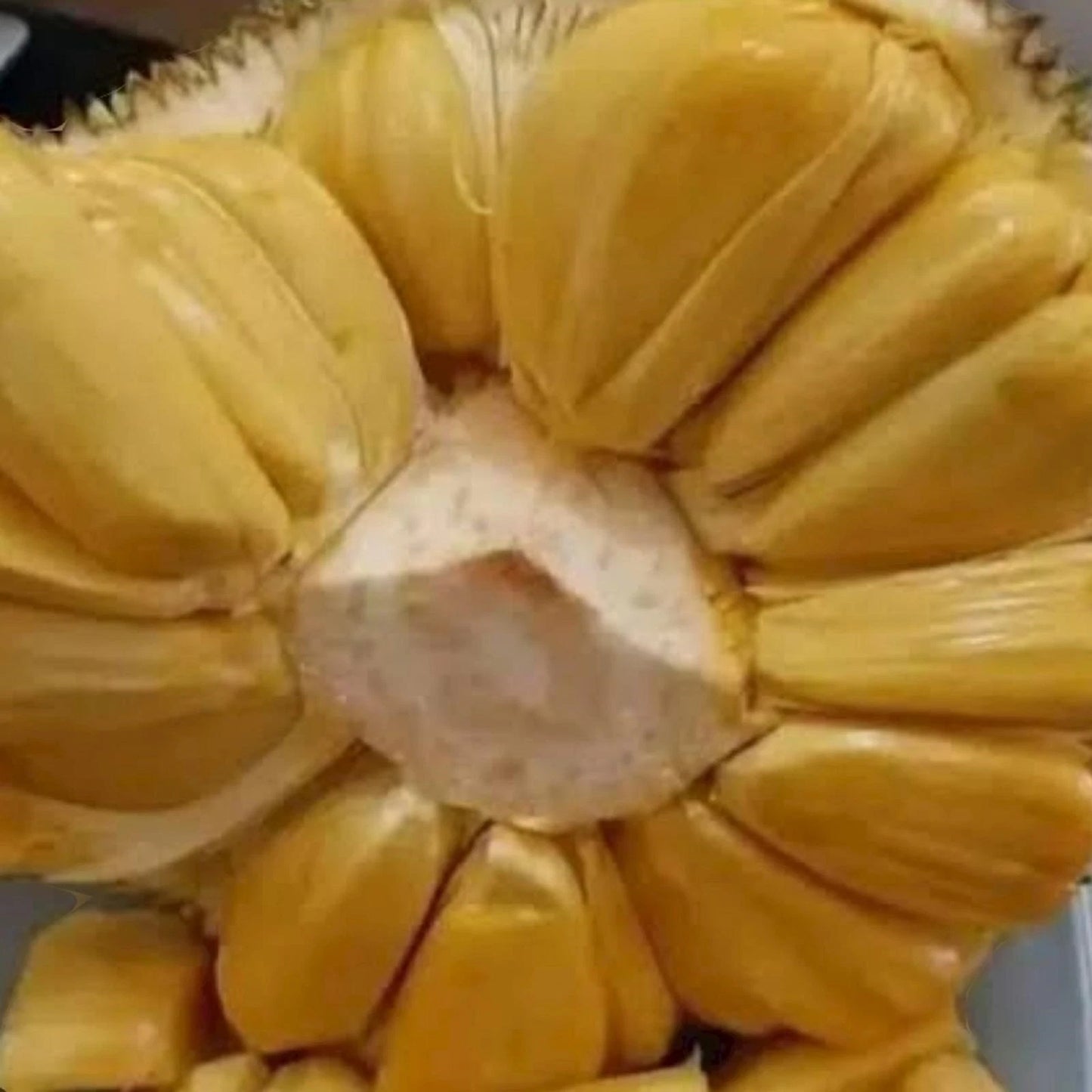 Fast Growing Mastura Jackfruit (Nangka Mastura) - Premium Grafted Tropical Fruit Tree