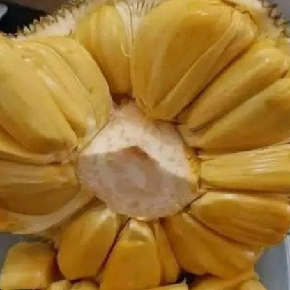 Fast Growing Mastura Jackfruit (Nangka Mastura) - Premium Grafted Tropical Fruit Tree