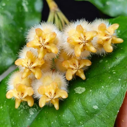 Hoya lasiantha - Rare Exotic Tropical Wax Plant