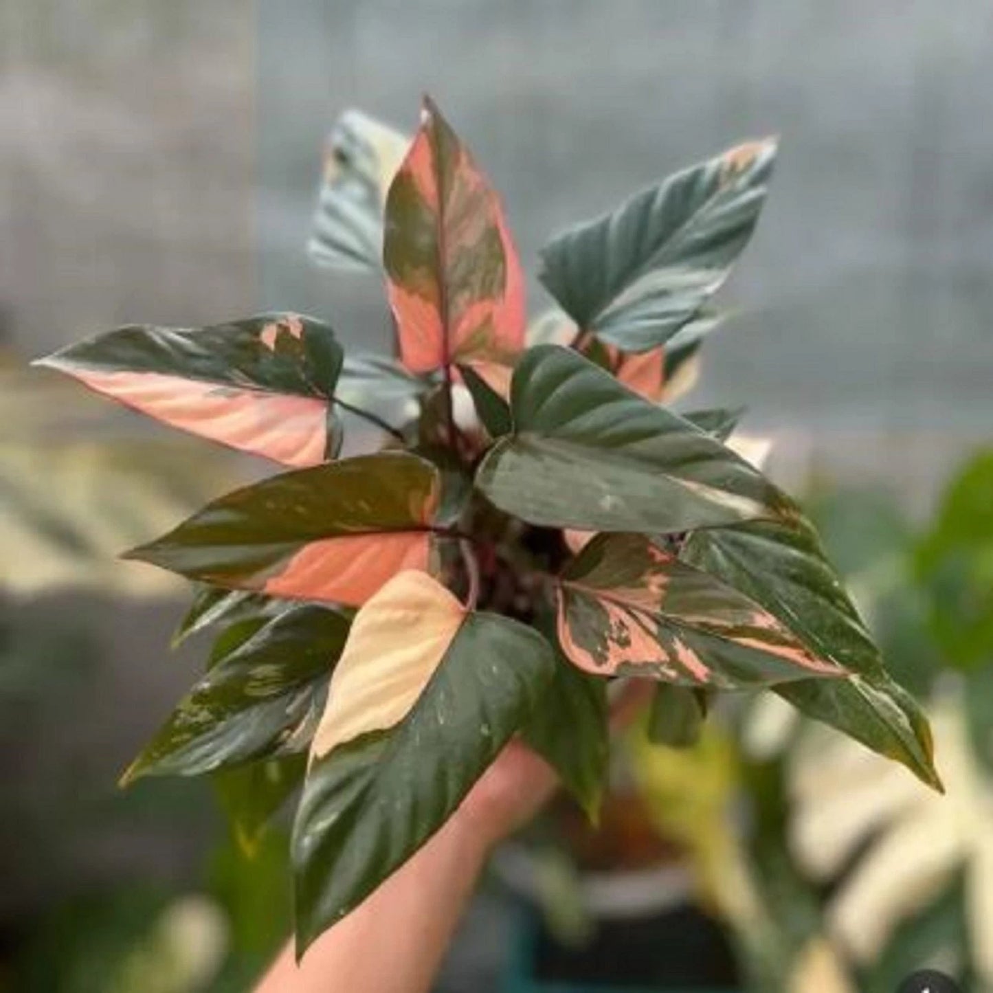 Homalomena 'Pink Diamond' Variegata – Rare Tropical Aroid