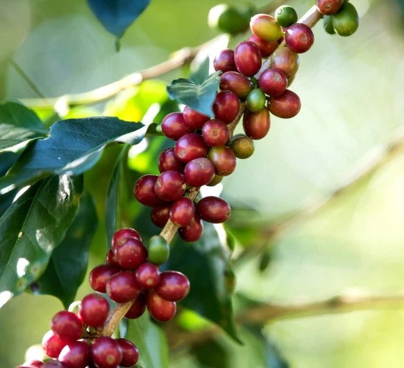 Premium Gayo Coffee Seeds (Coffea arabica 'Gayo') – 120+ Fresh High-Viability Sumatran Arabica Coffee Seeds