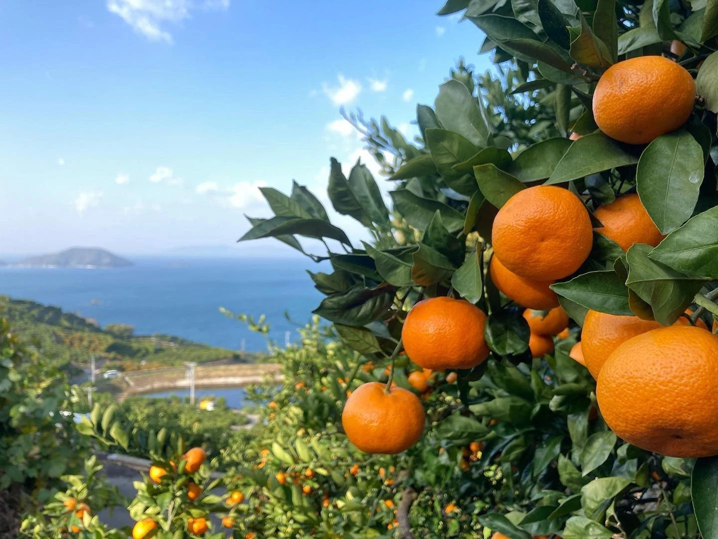 Kanpei Orange Seeds 300+ (Citrus reticulata 'Kanpei') – Bulk Rare Japanese Luxury Citrus Fruit Tree Seeds for Planting