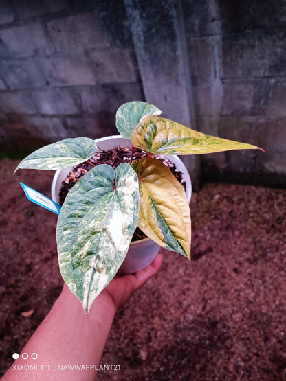 Anthurium radicans Variegata – Elite Architectural Aroid