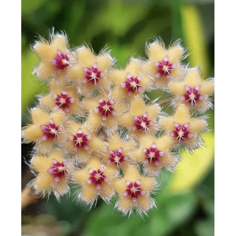 Hoya Towutiensis – Rare Tropical Indoor Outdoor Wax Plant Cutting / Starter Plant